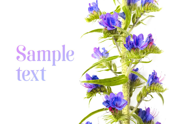 Beautiful stem of blue flowers on a white background. Template with empty place for your text. Copy space - Foto, Imagem