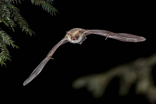 Flying Natterers murciélago en el bosque
 - Foto, Imagen