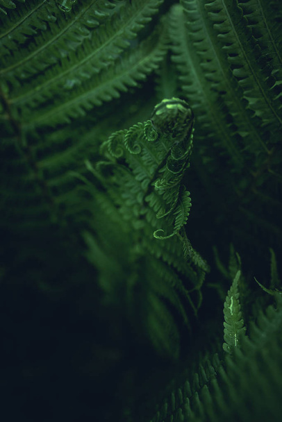 Beautiful green leaves of young fern. - Фото, изображение