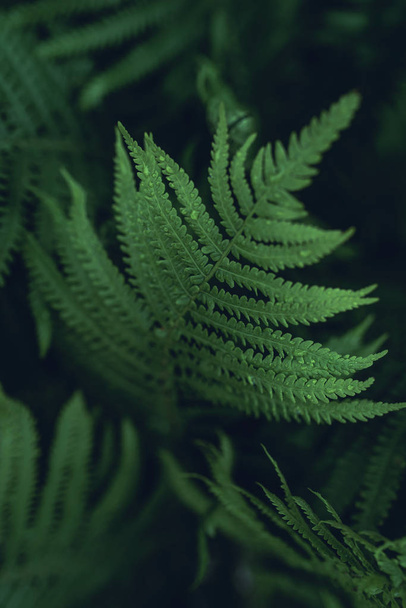 Beautiful green fern leaves with raindrops. - Фото, изображение