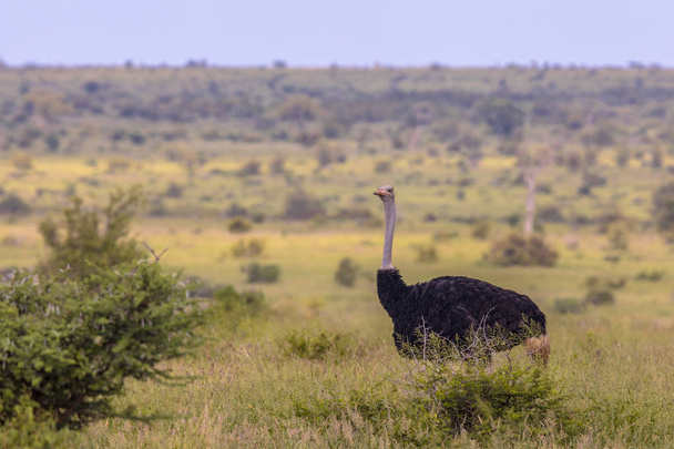 Struisvogel mannelijke savanne Plain op zoek - Foto, afbeelding