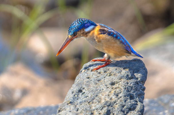 Malaquita Kingfisher buscando peces
 - Foto, Imagen