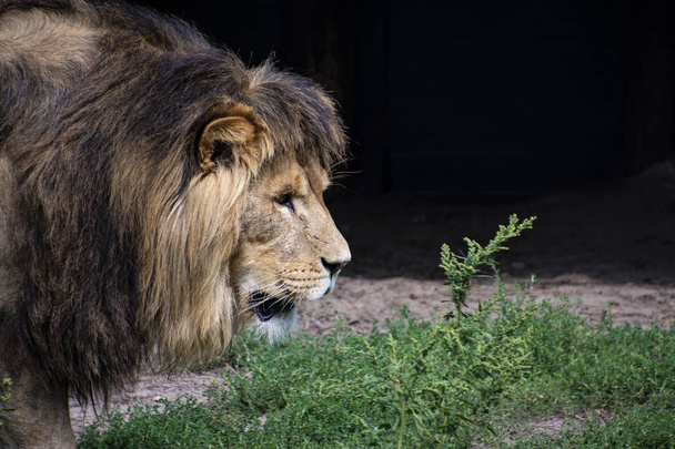 Asiatic lion (Panthera leo persica). A critically endangered species. - 写真・画像