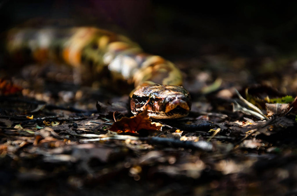 Sumatra python de cauda curta (Python curtus) está se arrastando. A cobra está a enrolar. Animais exóticos em um habitat. A cobra de Sumatra. Fundo escuro
. - Foto, Imagem