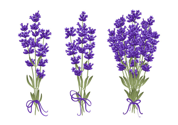 Bouquet of lavender flowers. Vector illustration EPS 10 - Vettoriali, immagini