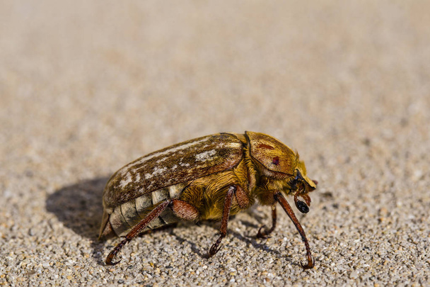 Anoxia orientalis è un genere di scarafaggi della famiglia Scarabaeidae
. - Foto, immagini