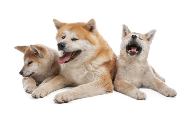 Adorable Akita Inu dog and puppies isolated on white - Photo, image