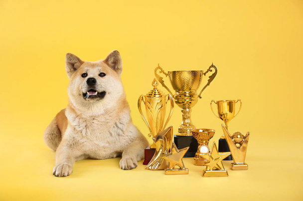 Adorable Akita Inu dog with champion trophies on yellow background - Fotografie, Obrázek