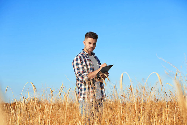 Agronomist with clipboard in wheat field. Cereal grain crop - 写真・画像