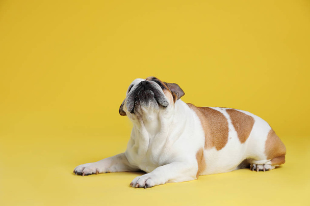 Adorable funny English bulldog on yellow background - Foto, Imagem