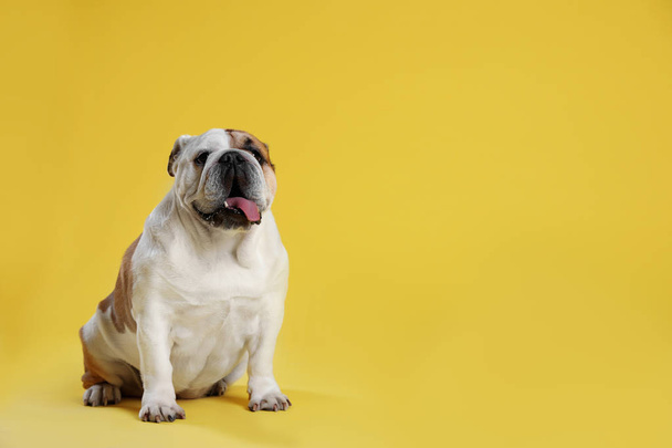 Adorable funny English bulldog on yellow background, space for text - Foto, Bild