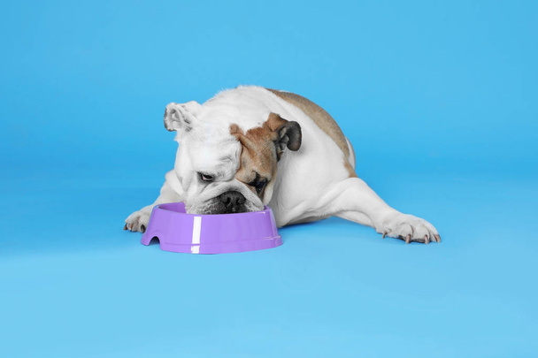 Adorable funny English bulldog with feeding bowl on light blue background - 写真・画像