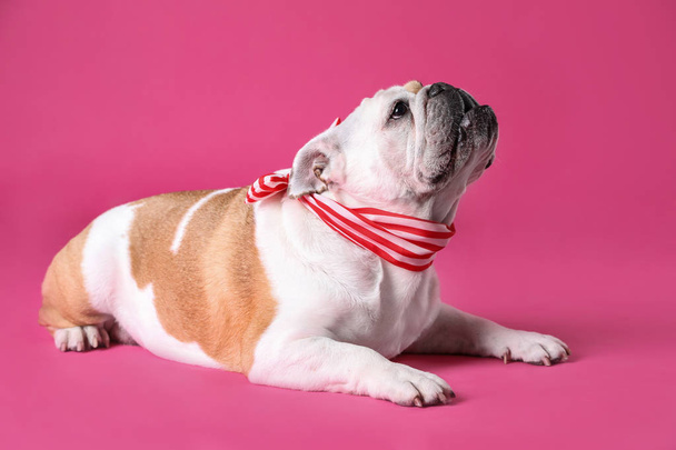 Adorable funny English bulldog with ribbon on pink background - Foto, afbeelding