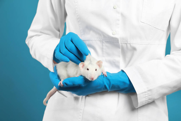 Scientist holding laboratory rat on blue background, closeup - Foto, afbeelding