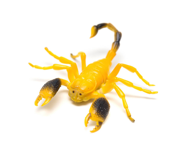 fiktivní model škorpiona na bílém pozadí - Fotografie, Obrázek