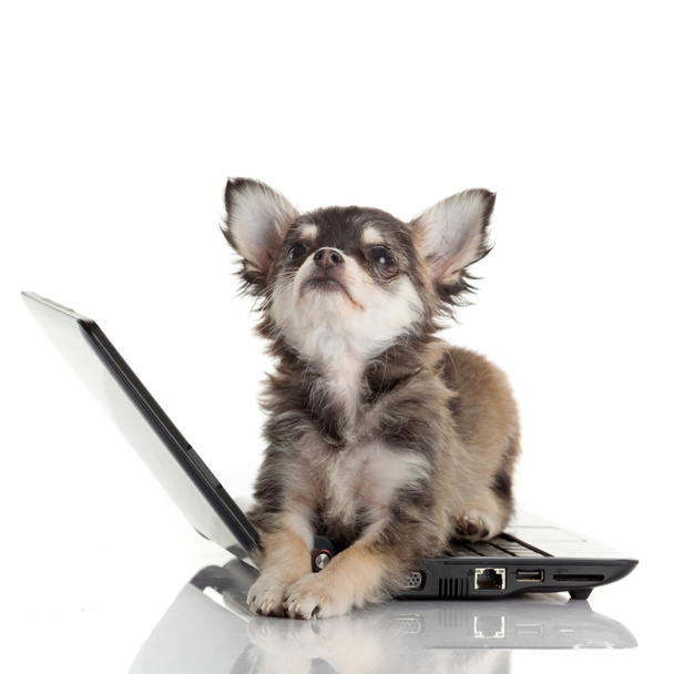 Portrait of a cute chihuahua dog in front of a laptop on white b - Foto, Imagen