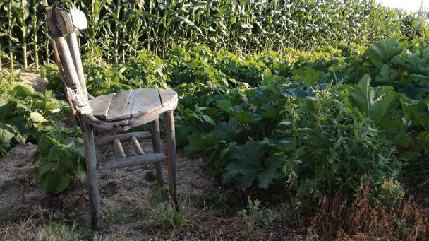 Παλιά καρέκλα για να ξεκουραστούν στον τομέα της καλλιέργειας με τη φρεσκάδα του οπωρώνα σε αρδευόμενες εκτάσεις. - Φωτογραφία, εικόνα