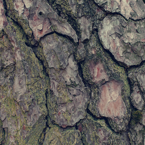 pine bark texture closeup - Foto, Imagem