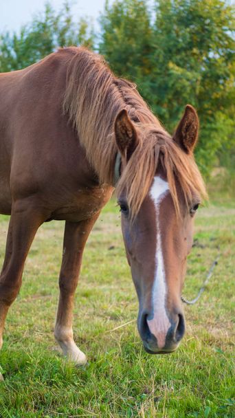 Alone brown horse grazing in the summer field at sunset. meadow in sunset - 写真・画像