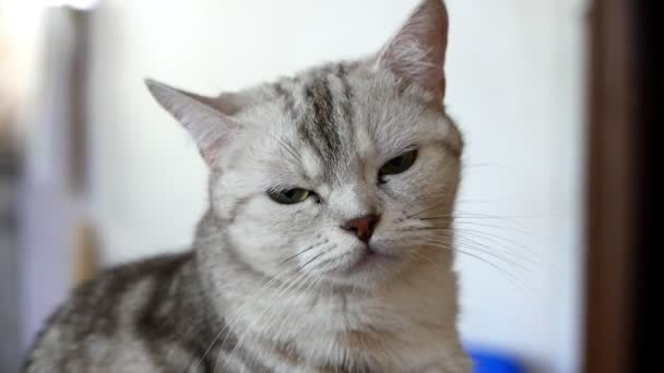 крупным планом снят красивый серый кот
 - Кадры, видео