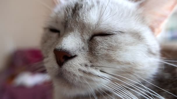 крупным планом снят красивый серый кот
 - Кадры, видео
