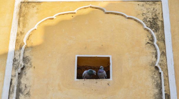 Περιστέρια που χαλαρώνουν στον τοίχο του αρχαίου σπιτιού  - Φωτογραφία, εικόνα