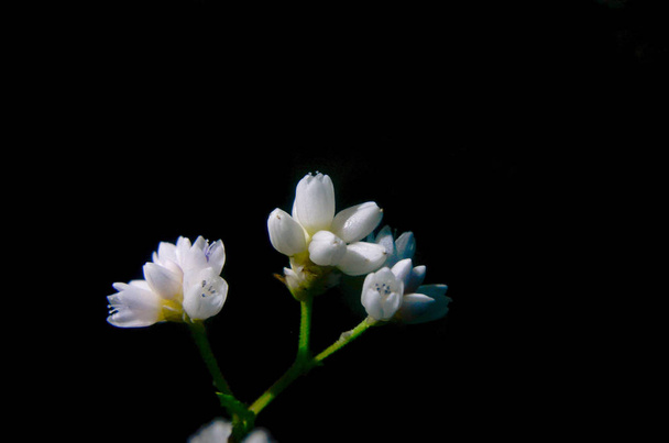 bloem kleur wit in bos in Thailand - Foto, afbeelding