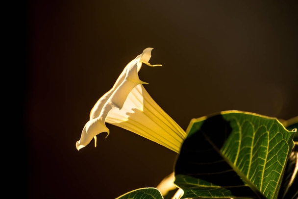 Datura stramonium, Thorn-appel met bloem - Foto, afbeelding