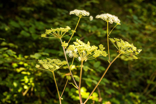 Angelica, yaz aylarında çiçek ile şifalı bitki - Fotoğraf, Görsel