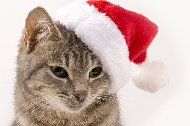 Macska Mikulás kalapban közelről. Új év, karácsonyi macska egy fehér elszigetelt háttér, a képeslapot, banner. Előnézet, hely a szöveghez, térköz másolása. - Fotó, kép