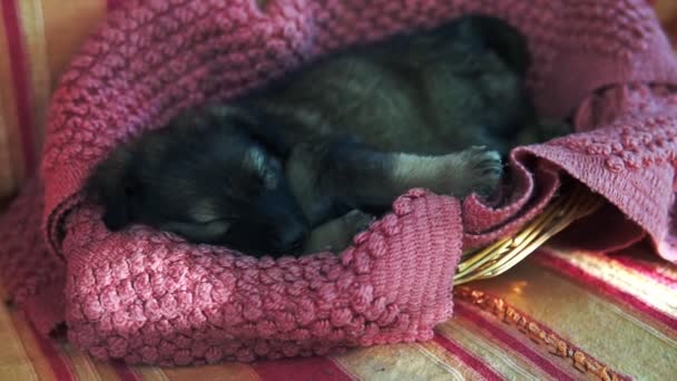 Aranyos kiskutya tenyészt kutya alszik. Kis kutya. - Felvétel, videó