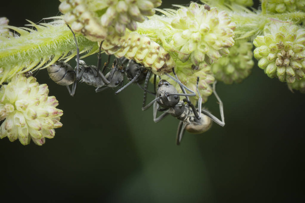 polyrhachis dives ants on mimosa pudica weed. - Photo, Image