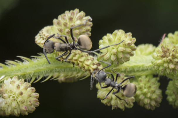 polyrhachis nurkowania mrówki na mimozy Pudica chwastów. - Zdjęcie, obraz