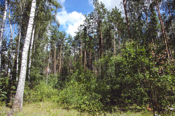 Belle forêt de pins et ciel bleu
 - Photo, image