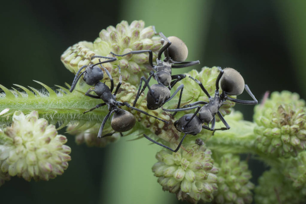 polyrhachis taucht Ameisen auf Mimose pudica unkraut. - Foto, Bild