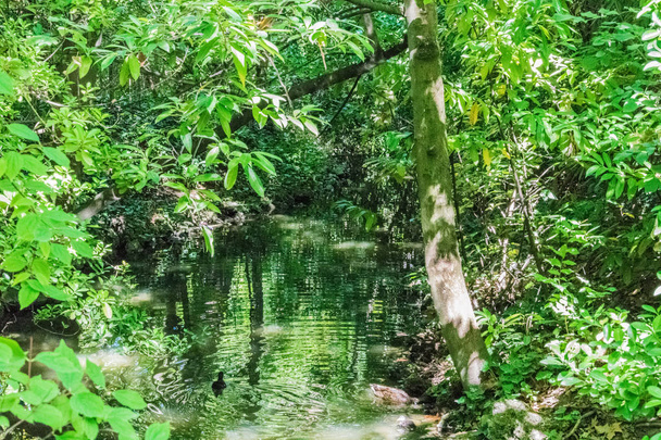 anatra nuotare nel fiume coperto di vegetazione
 - Foto, immagini