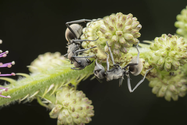 polyrhachis taucht Ameisen auf Mimose pudica unkraut. - Foto, Bild