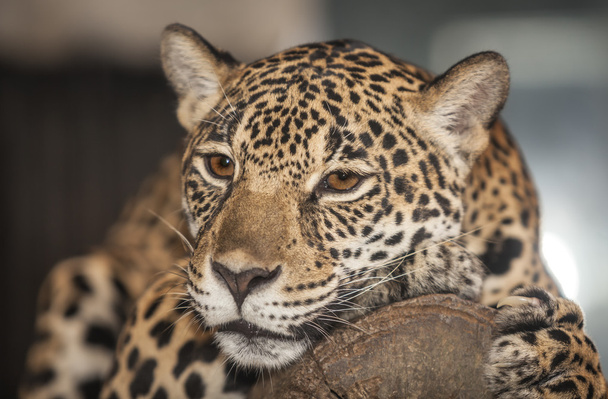 Retrato de Leopardo
 - Foto, Imagen