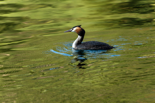 Great crested grebe in a green lake - Podiceps cristatus - Photo, Image