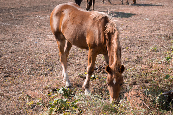 caballo marrón en el campo, entre otros animales comiendo
 - Foto, imagen