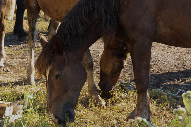 Zbliżenie widok z boku brązowego konia jedzenia trawy i siana na łące w lecie - Zdjęcie, obraz
