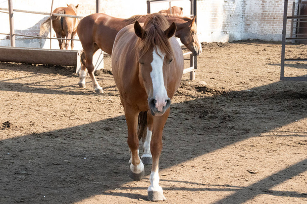 взрослый коричневый конь на ферме идет прямо к камере
 - Фото, изображение