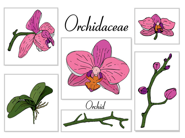 Conjunto de orquídeas de flores botánicas. Elemento ilustrativo de suculentas aisladas sobre fondo blanco. - Vector, imagen