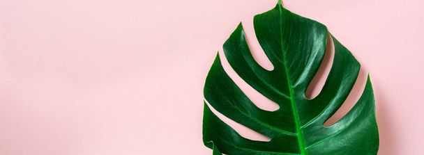 Tropical palm leaf of monstera on pink background with copy space. Flat lay. Top view. Summer or spring nature concept. - Фото, изображение