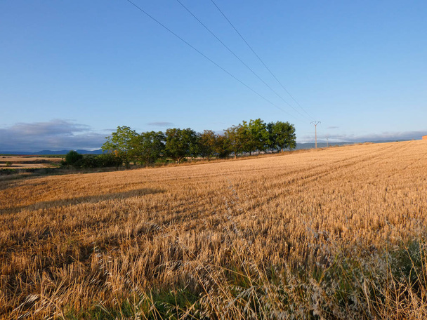 Campos de Espaa, concretamente de la zona de Navarra en verano, recogió el cultivo recientemente preparado para la próxima temporada
 - Foto, Imagen