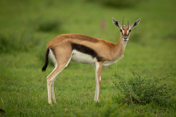Thomson Gazelle staat in Grass watching camera - Foto, afbeelding