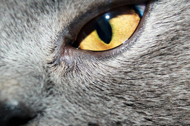yellow cat's eye close-up looking at the lens. selective focus - Valokuva, kuva
