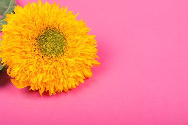 Yellow sunflower against a pastel pink background - Foto, afbeelding