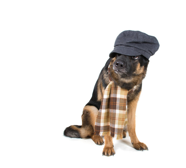 Vicces aranyos kutya visel lapos sapkát és egy sálat - Fotó, kép