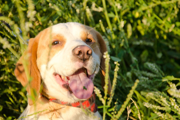 szczeniak Beagle - Zdjęcie, obraz